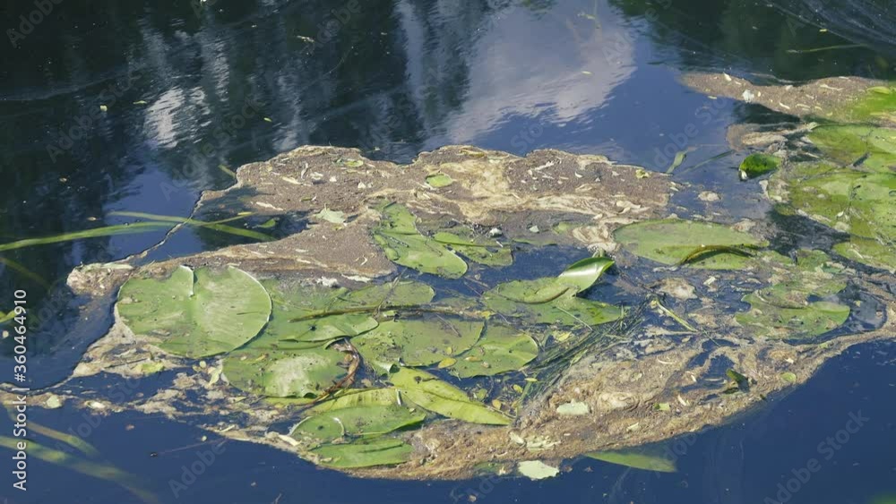 Algae polluted water. Film of algae on surface of water preventing