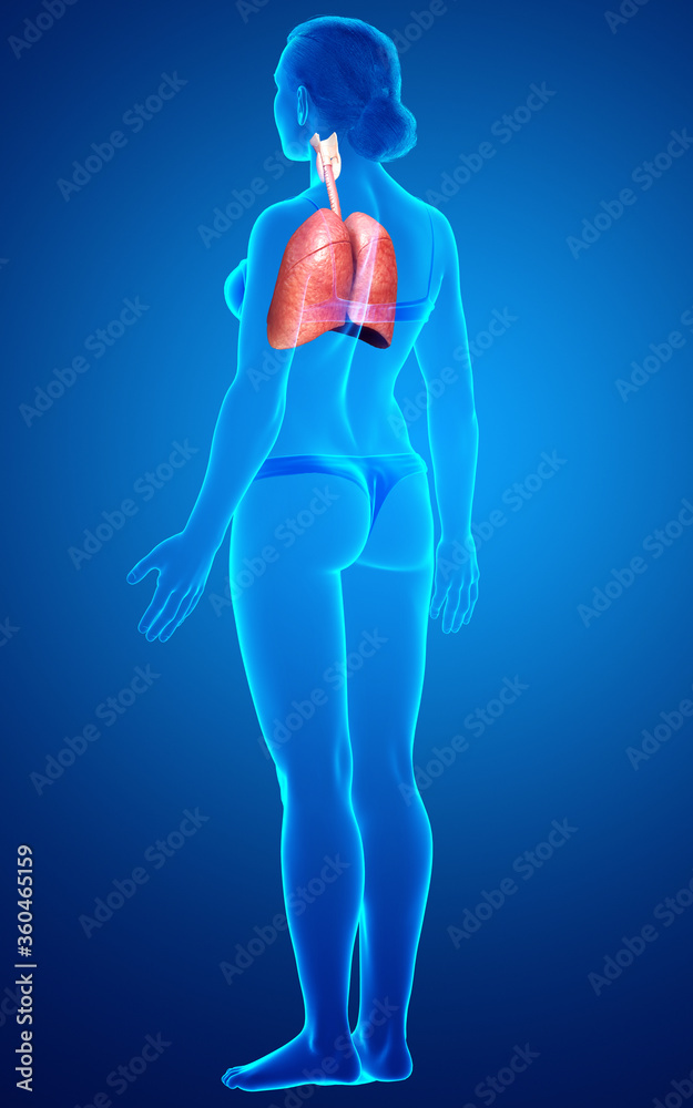 3d rendered, medically accurate illustration of a female lung anatomy 3d rendered, medically accurate illustration of a female lung anatomy