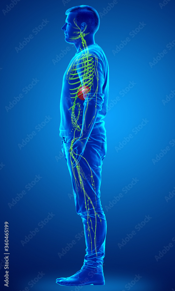 3d rendered medically accurate illustration of a male lymphatic system 3d rendered medically accurate illustration of a male lymphatic system
