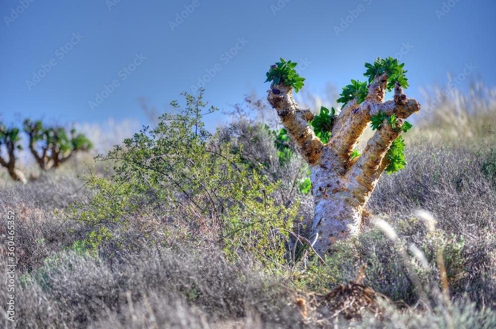 ADAPTATION Highly adapted desert plant ADAPTATION Highly adapted desert plant