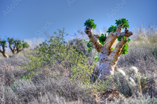 ADAPTATION  Highly adapted desert plant photo