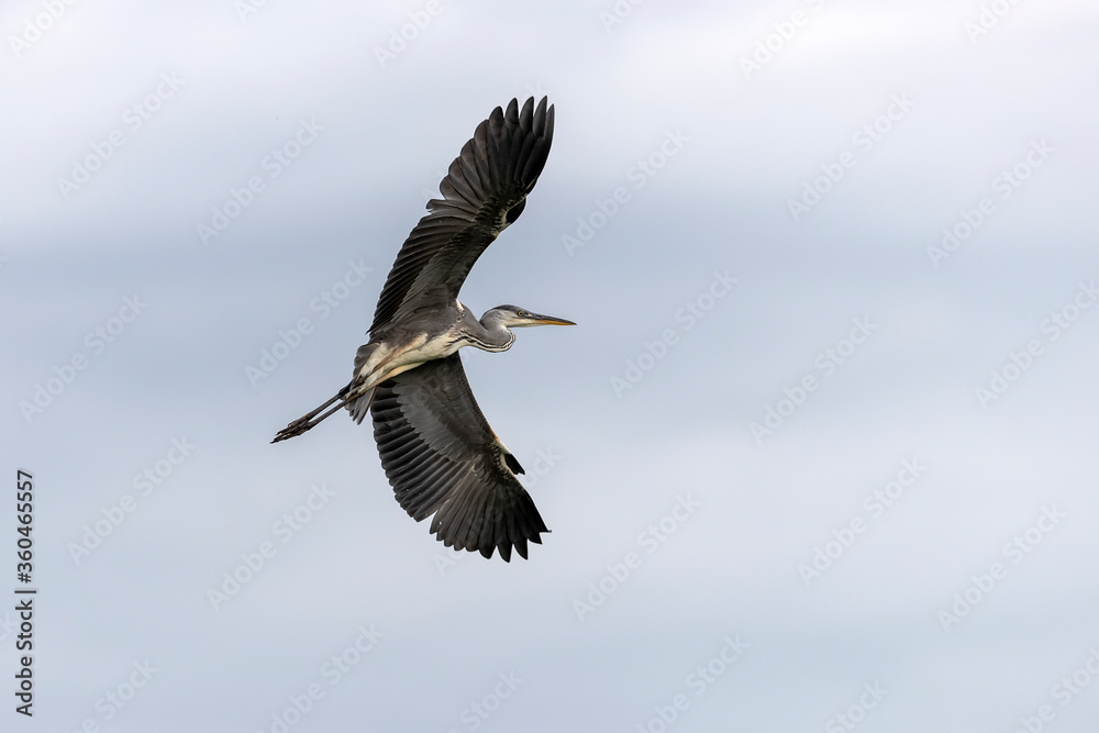 Agrey heron (Ardea cinerea) in Bird sanctuary, on Lake Kerkini, Greece Agrey heron (Ardea cinerea) in Bird sanctuary, on Lake Kerkini, Greece