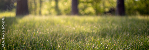 Blurred Golden Backlit Dewy Grass