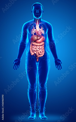 3d rendered medically accurate illustration of male Digestive System  and heart © pixdesign123