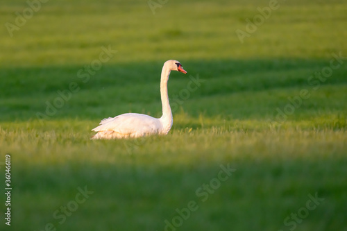 Fototapeta Naklejka Na Ścianę i Meble -  Mute swan in meadow in evening sunlight.