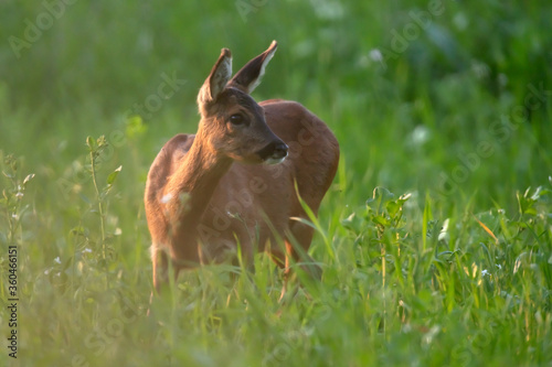 Fototapeta Naklejka Na Ścianę i Meble -  Roe deer between tall grass in evening sunlight.
