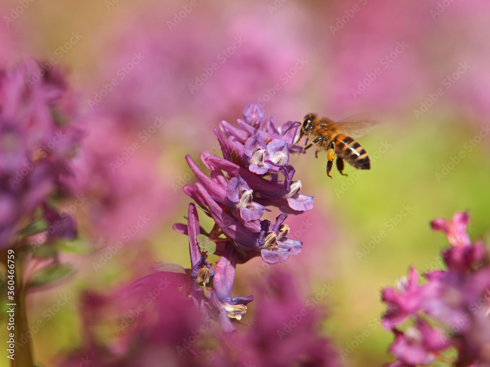 Hollowroot or holewort plant with purple flowers and bee on it, Corydalis cava Hollowroot or holewort plant with purple flowers and bee on it, Corydalis cava