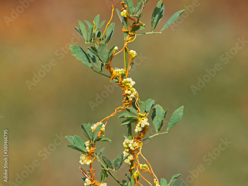 The greater dodder or European dodder, parasitic plant on alfalfa. Cuscuta europaea	 photo