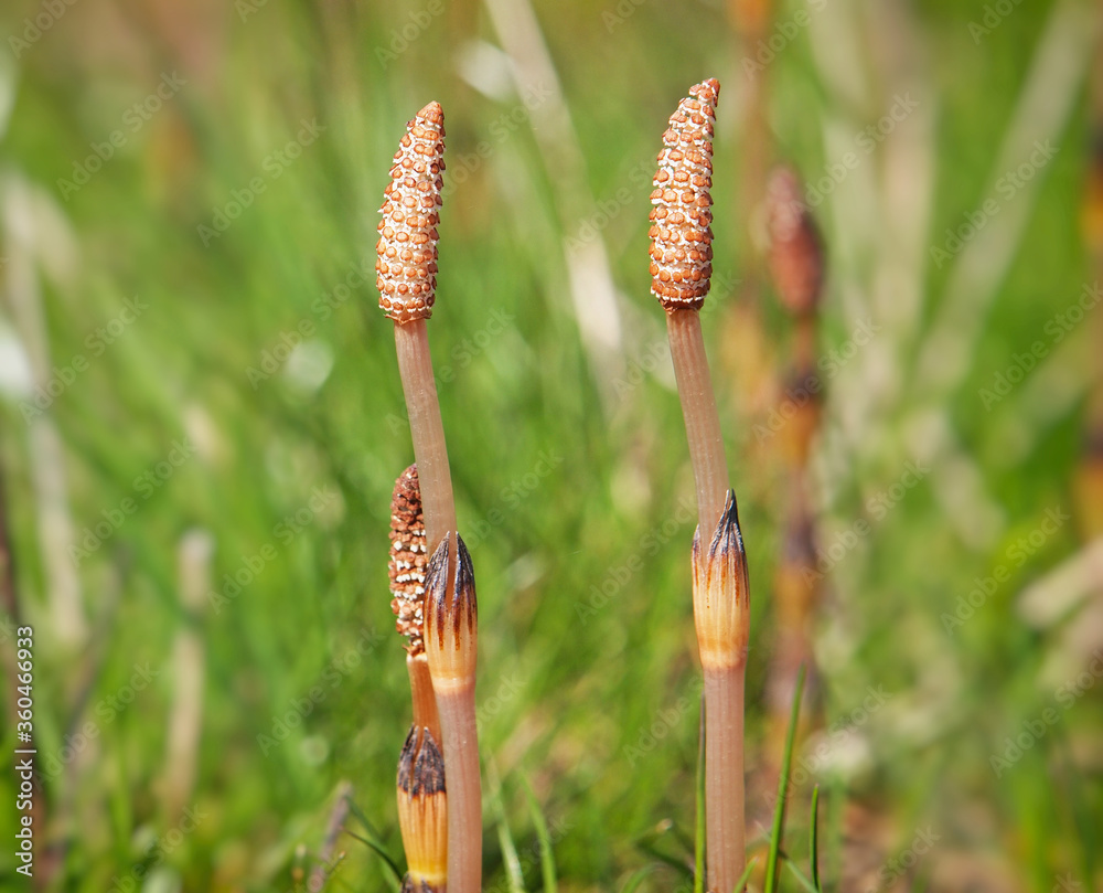 Fertile shoots of horsetail plant, Equisetum arvense Fertile shoots of horsetail plant, Equisetum arvense