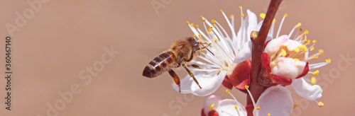 Bee on blooming apricot in early spring 