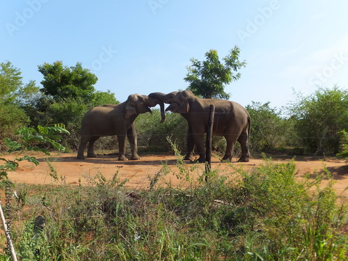 Two elephants fights against each other