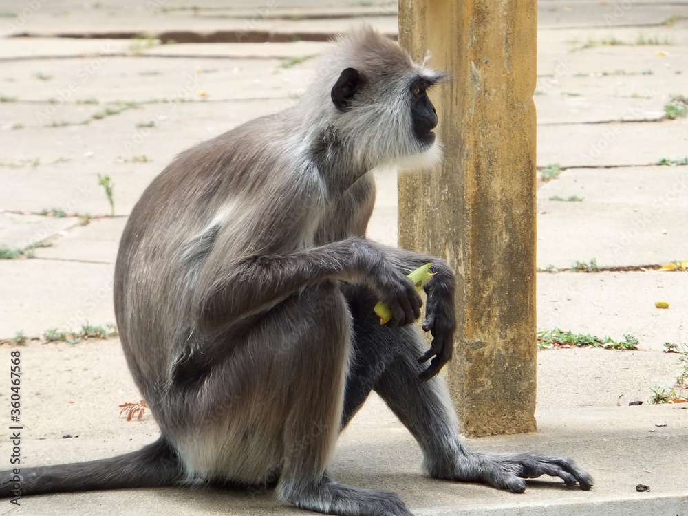 Sri Lankan Monkey