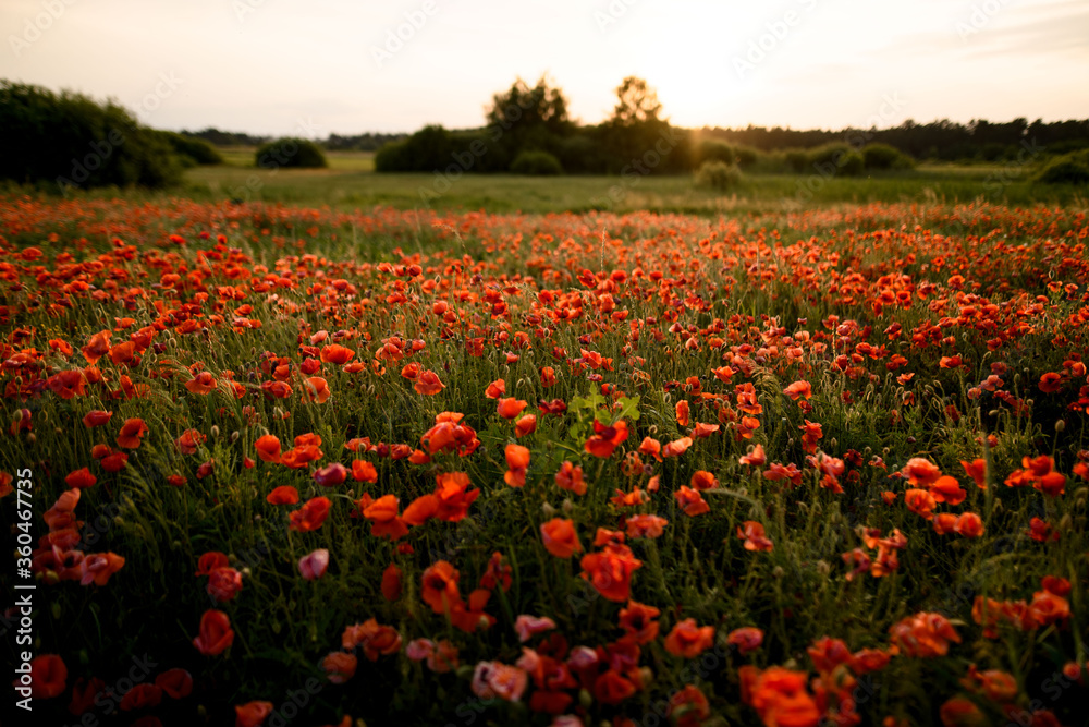 Great view of the poppy field and sunny sunset. Great view of the poppy field and sunny sunset.