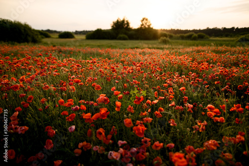 Great view of the poppy field and sunny sunset.