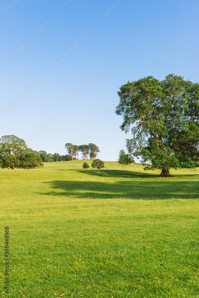 The open parkland of Dallam Park on a sunny evening Milnthorpe, Cumbria, England