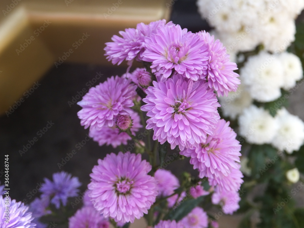 Obraz premium Beautiful floers in botanical garden