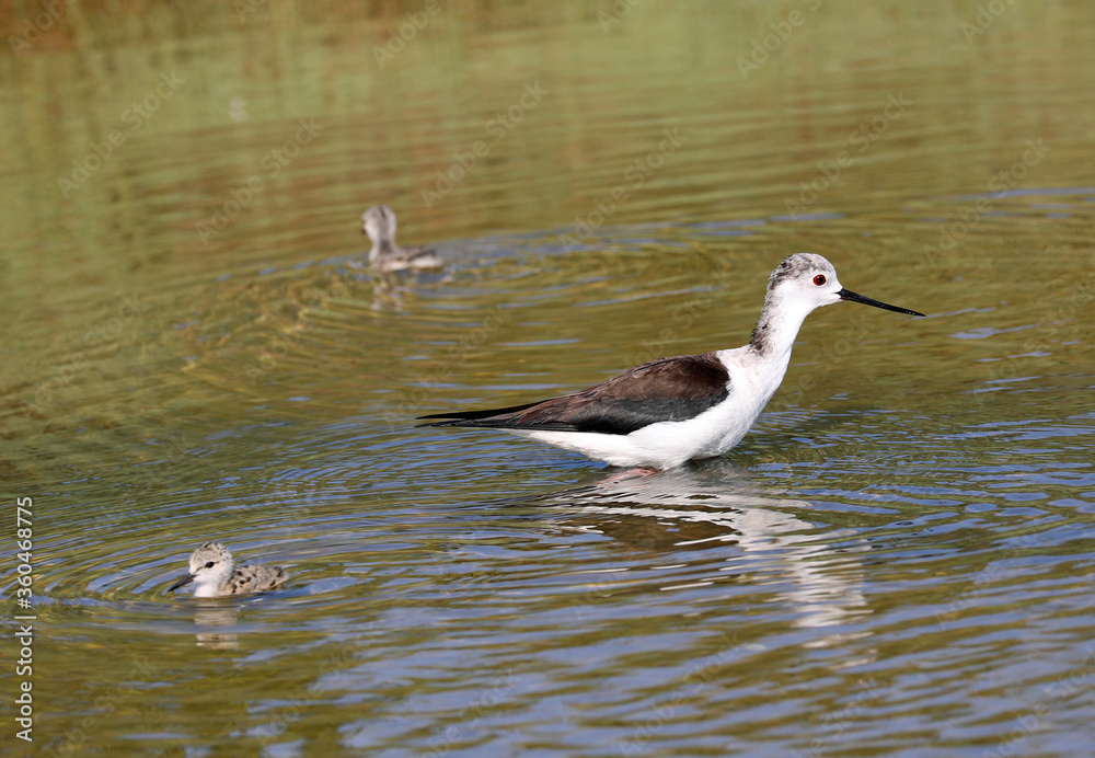 Bird called black-winged stilt on the water of pond with chicken Bird called black-winged stilt on the water of pond with chicken
