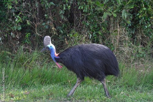 Male Southern cassowary. Two meters tall, with a high helmet on its head, a vivid blue neck and long drooping red wattles.