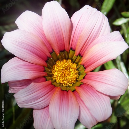 Beautiful flowers in home garden