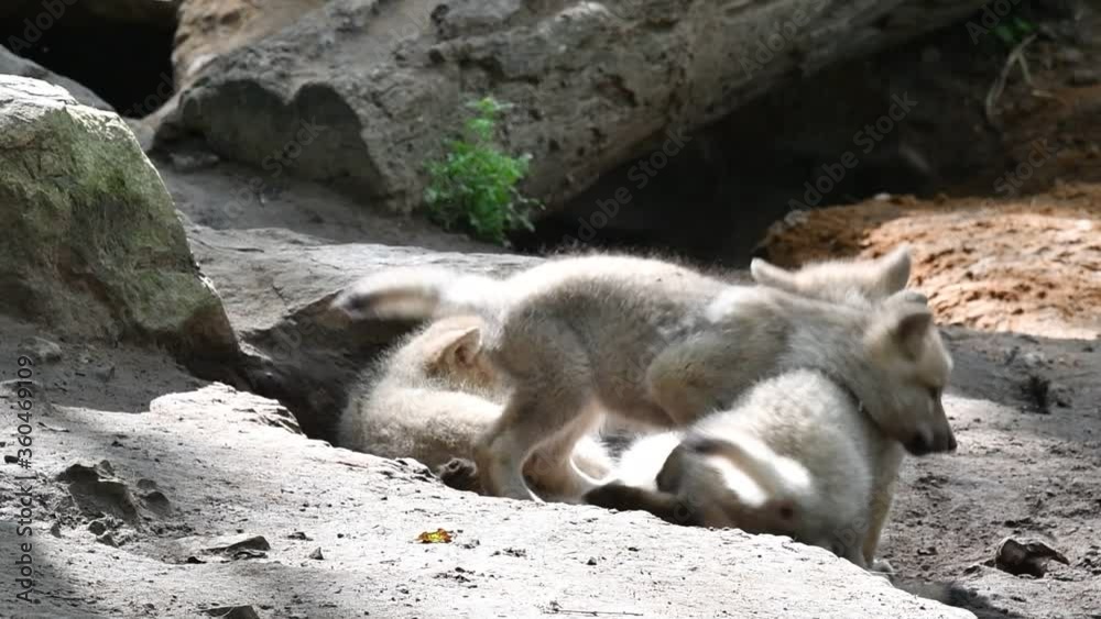 Hudson Bay wolves (Canis lupus hudsonicus) four white wolf pups playing near den, native to Canada Hudson Bay wolves (Canis lupus hudsonicus) four white wolf pups playing near den, native to Canada