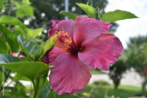 Chinese rose