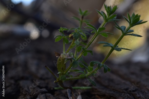 plant growing photo