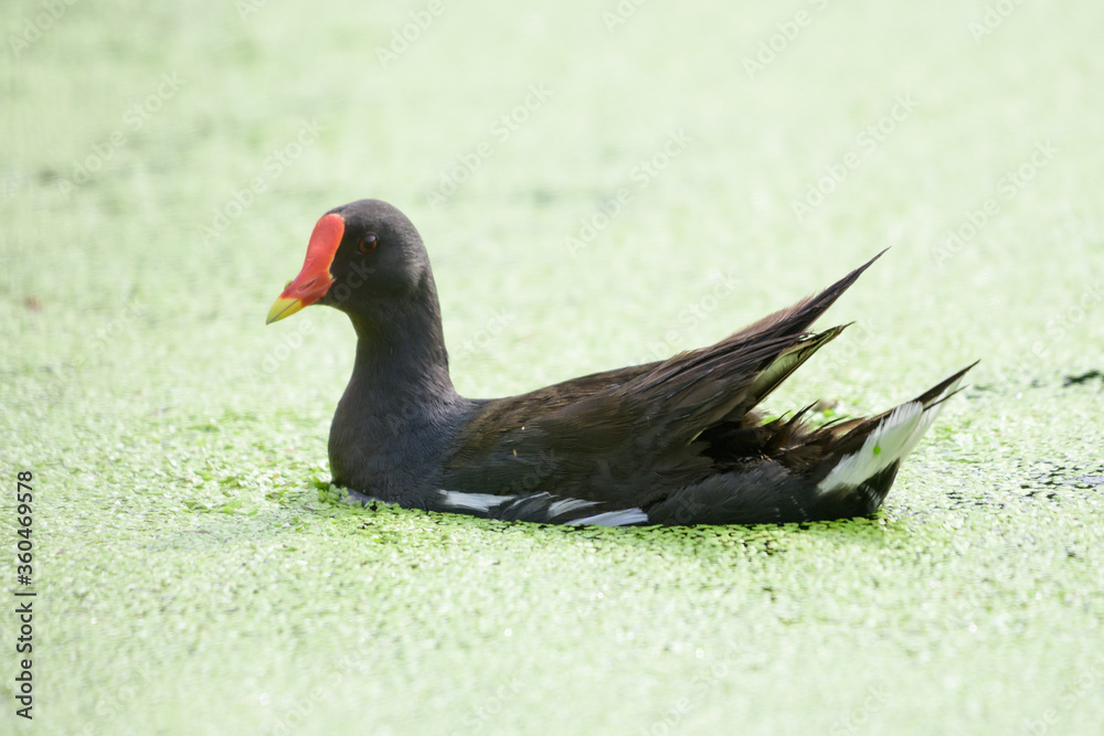 Purple Swamphen Looking for food in the swamp Purple Swamphen Looking for food in the swamp