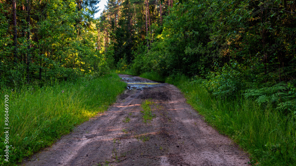A dirt road in the forest