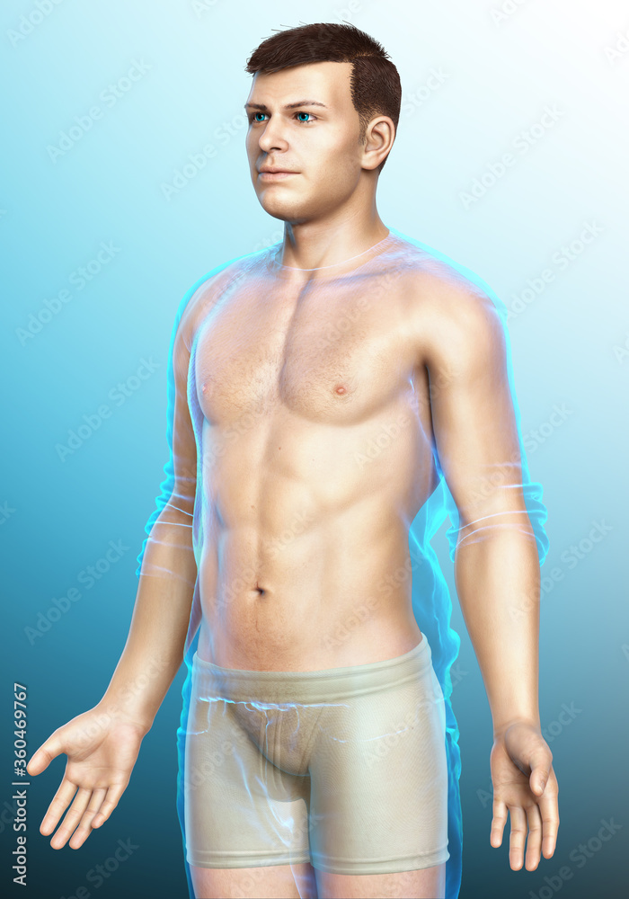3d rendered illustration of the male body 3d rendered illustration of the male body