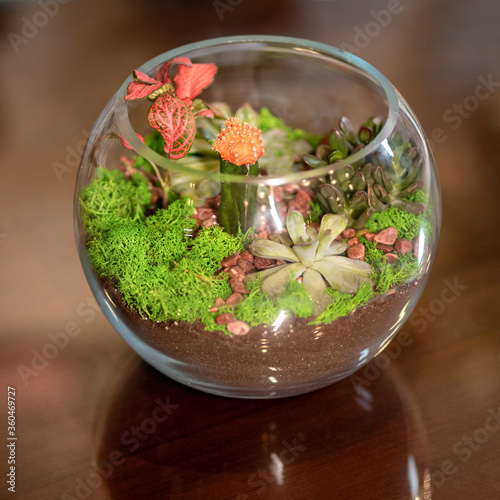 Fotografia Beautiful colorful glass terrarium with succulent, cactus, flower, rock, sand in