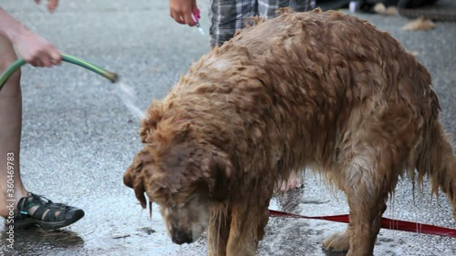 Wallpaper Mural Kids grooming a shaggy dog Torontodigital.ca