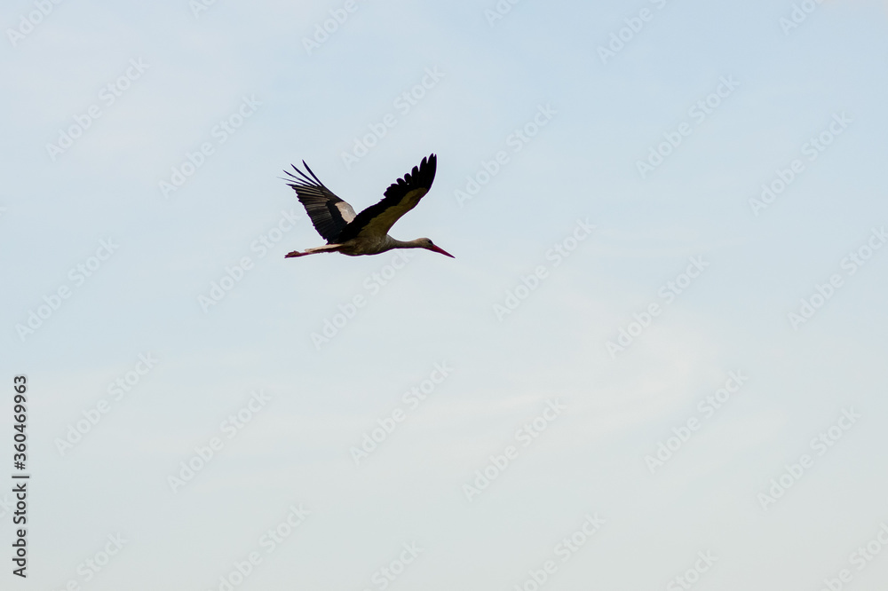 Beautiful view of stork which flying in the clear blue sky. Beautiful view of stork which flying in the clear blue sky.
