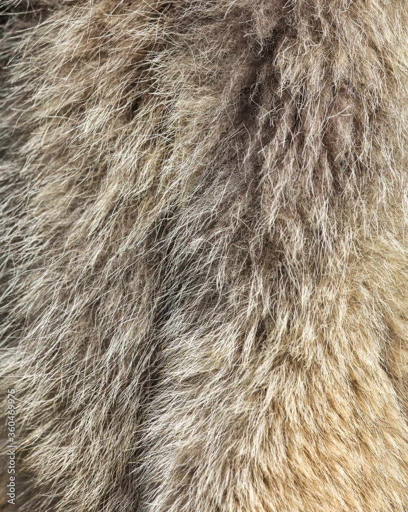 Animal fur as an abstract background.