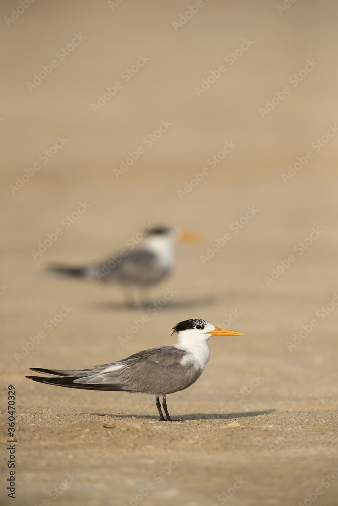 Greater Crested Tern on the sand of Busaiteen beach, Bahrain Greater Crested Tern on the sand of Busaiteen beach, Bahrain