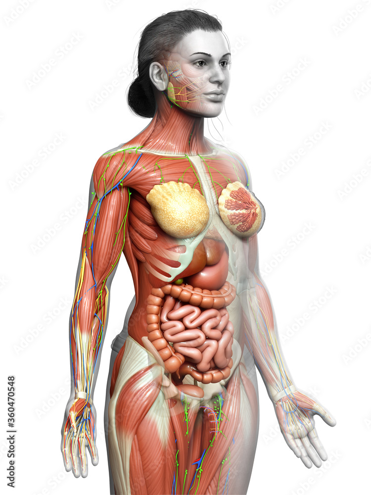 3d rendered medically accurate of the female anatomy 3d rendered medically accurate of the female anatomy