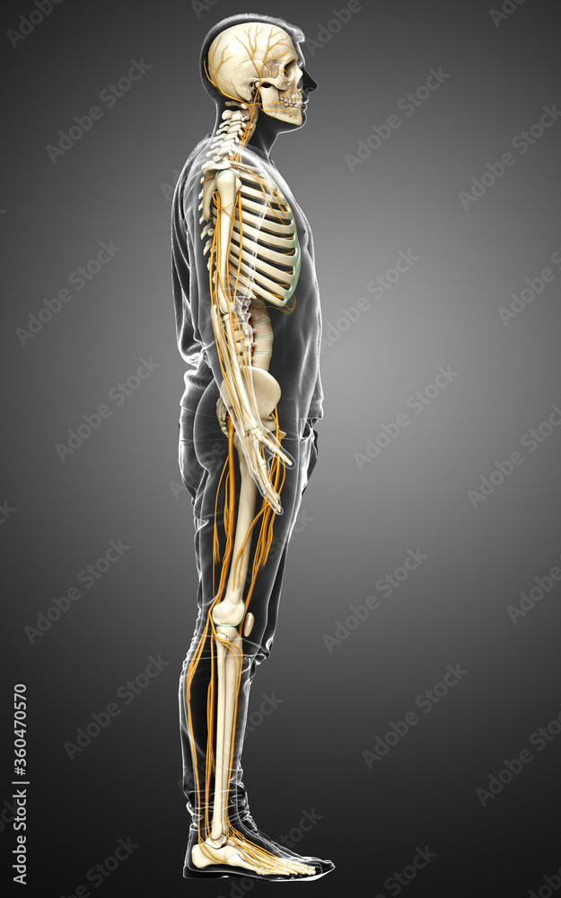 3d rendered medically accurate illustration of the nervous system and skeleton system