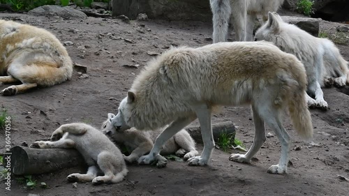 Hudson Bay wolves (Canis lupus hudsonicus) female white wolf grooming fur of one of two pups among pack members near den, native to Canada