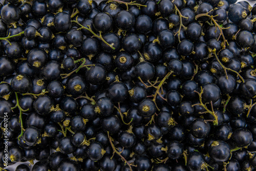 Schwarze Johannisbeeren