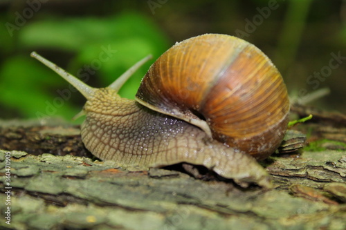 snail on a leaf © Екатерина Заболотная
