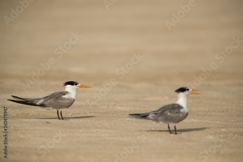 Greater Crested Terns at Busaiteen beach, selective focus