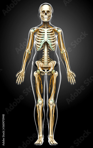 3d rendered medically accurate illustration ofa female nervous system and skeleton system © pixdesign123