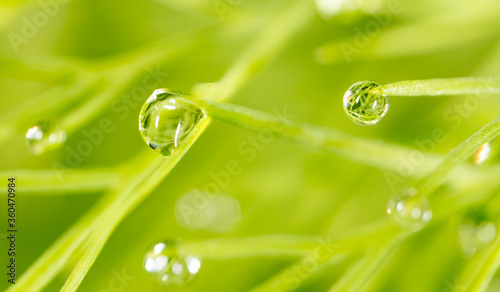 Drops of water on a green plant on nature.