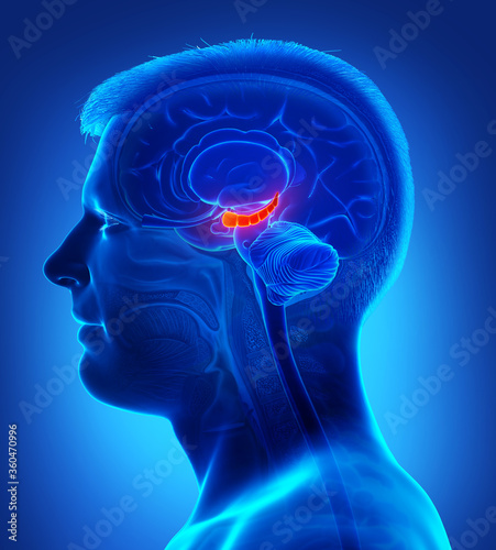 3d rendering medical illustration of male Brain HYPPOCAMPUS anatomy - cross section photo
