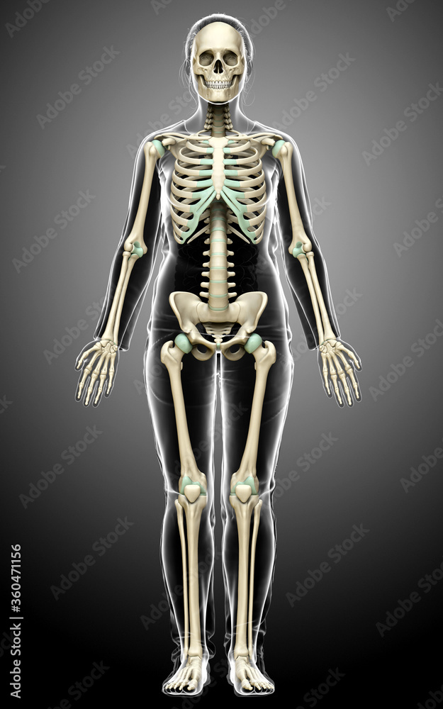3d rendered, medically accurate illustration of a female skeleton system
