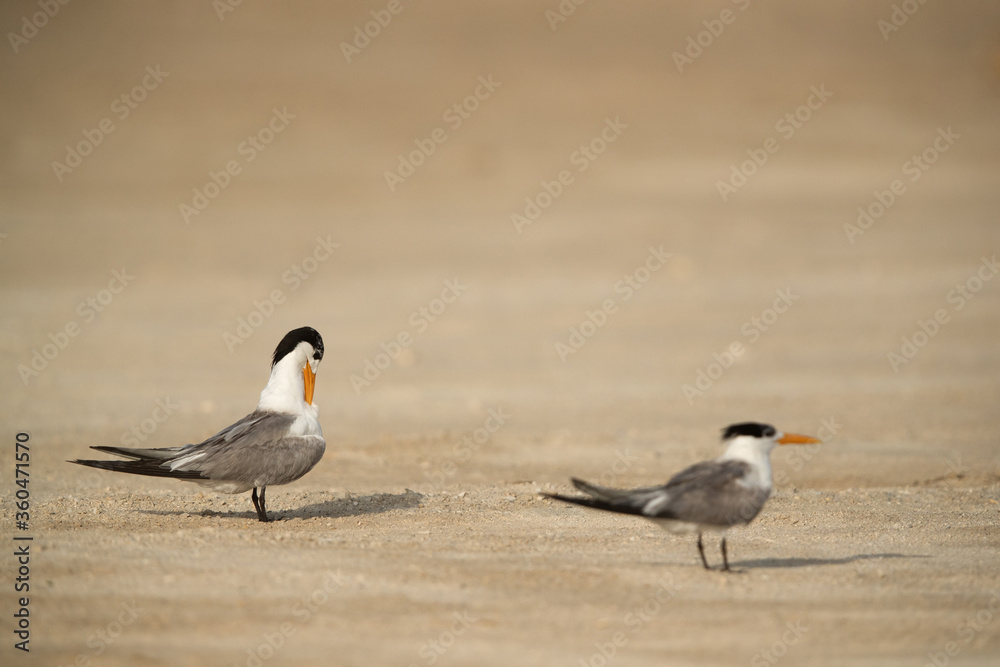 Greater Crested Tern preening, selective focus Greater Crested Tern preening, selective focus