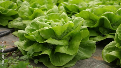 Close up of organic and sustainable growed green lettuce, in a pesticide free greenhouse photo