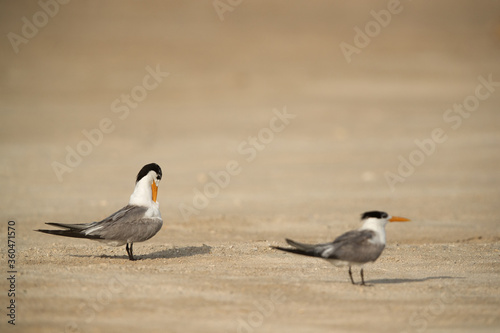Greater Crested Tern preening, selective focus © Dr Ajay Kumar Singh