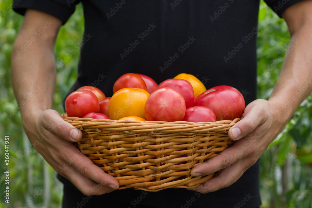 Men`s  hands hold a basket of tomatoes