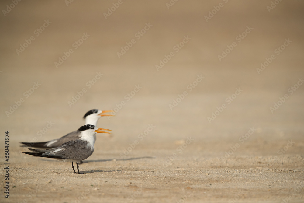 Fototapeta premium Greater Crested Terns on the sand of Busaiteen beach, Bahrain