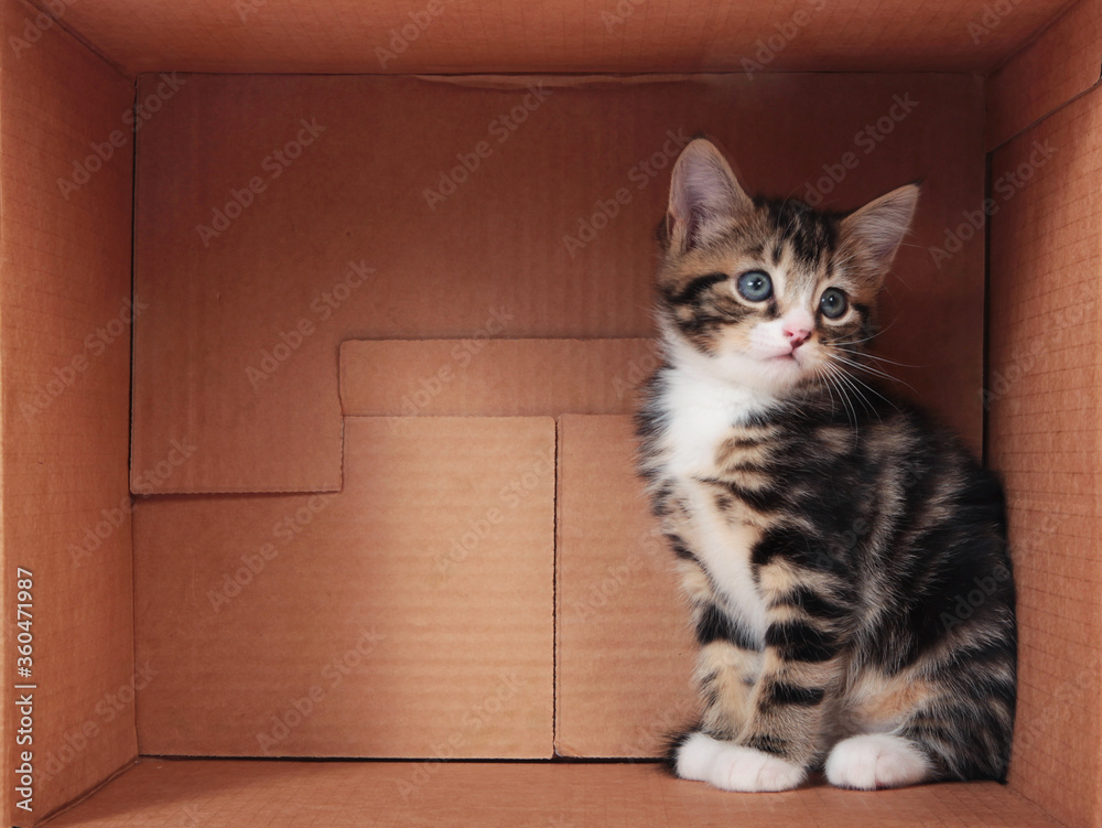 Tabby kittens in a cardboard box Tabby kittens in a cardboard box
